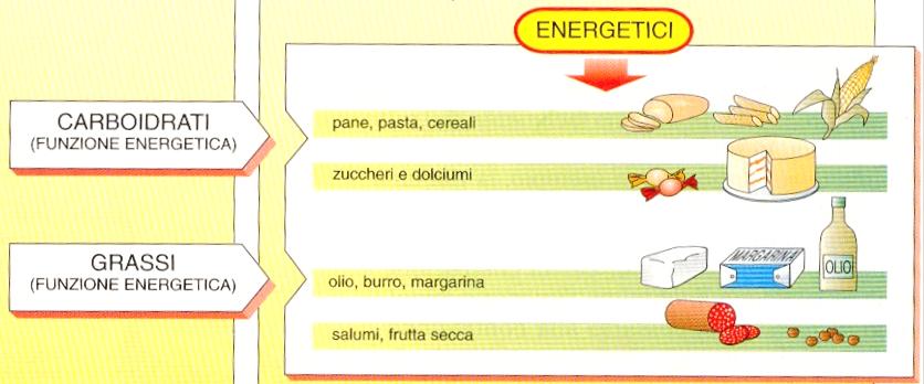 Funzione energetica La funzione energetica mantiene costante la temperatura del corpo,