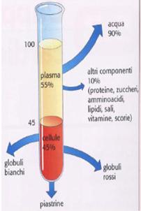 Il sangue è un tessuto fluido attraverso il quale si realizza il trasporto di sostanze nutritive, gas, ormoni e prodotti di rifiuto.