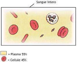 IL SANGUE H 2 O Sali minerali Enzimi Vitamine Ormoni Molecole nutritive IL PLASMA (parte fluida) 55% Cellule per trasporto di sostanze