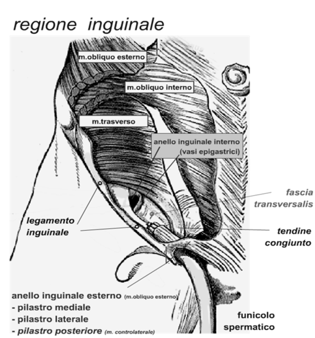 CANALE INGUINALE DIRETTO DALL ALTO IN BASSO E DALL ESTERNO ALL INTERNO, SI ESTENDE DAL PUNTO MEDIO DEL