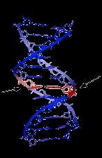 Patogenesi del cancro Danno (mutazione) del DNA Sostanze mutagene