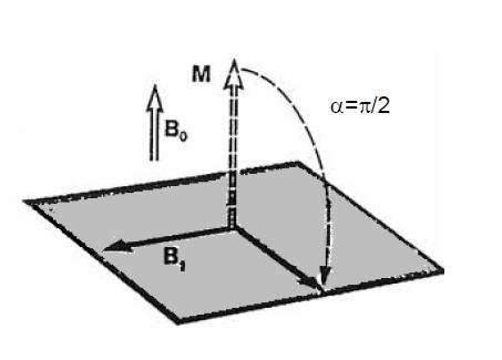 6 - Comportamento del vettore M dopo l'applicazione degli impulsi RF Usare un flip angle di 90 significa ruotare gli spin dall asse longitudinale al piano assiale; con un impulso di 180 invece gli
