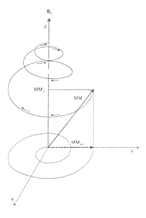 La risonanza magnetica nucleare assiale/trasverso: M XY gradualmente scompare, la componente assiale si riduce molto rapidamente.