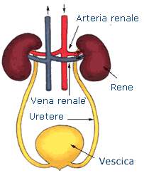 Apparato urinario Gli organi principali sono i reni, che si trovano ai lati della colonna vertebrale.