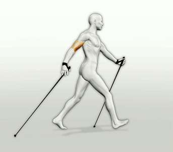 Che cosa è il Nordic Walking Il Nordic Walking non è altro che una camminata naturale alla quale viene aggiunto l utilizzo funzionale di due bastoncini per apportare una serie di benefici.