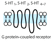 Recettori per la serotonina Primo tipo Accoppiati a proteine G i Secondo tipo Accoppiati a proteine G q/11 5-HT 1A 5-HT 2A 5-HT 3 5-HT 4 Terzo tipo Recettore canale Quarto tipo Accoppiati a proteine