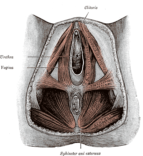 Figura 1. Il perineo femminile Le strutture di sostegno degli organi perineali nella donna Il diaframma muscolare pelvico si estende in senso trasversale nel piccolo bacino.
