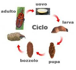 Fig. 2 Ciclo biologico del punteruolo Negli areali di origine, caratterizzati da un clima caldo tropicale, il punteruolo rosso compie più generazioni nel corso dell anno ognuna delle quali si