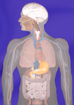 EFFETTI A LUNGO TERMINE DEL FUMO Tumori Malattie cardiovascolari orofaringe laringe esofago polmone stomaco pancreas rene vescica Stroke Malattia coronarica COPD Aneurisma aorta Vasculopatia