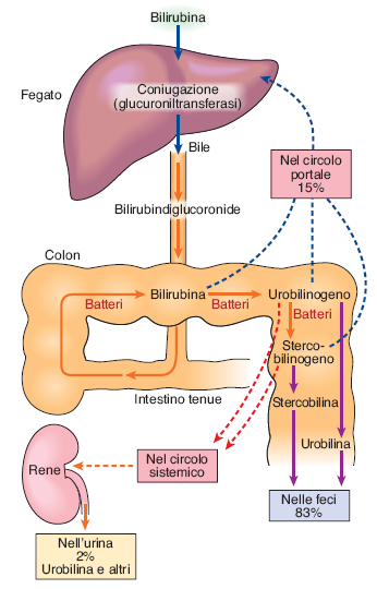 Metabolismo della bilirubina la bilirubina deriva dal gruppo eme dell emoglobina, quando gli eritrociti vengono demoliti nel fegato e nella milza.