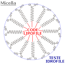 MICELLE Grazie alla loro composizione chimica e struttura, le micelle possono inglobare, solubilizzandole, molecole insolubili in acqua come fosfolipidi, colesterolo e acidi grassi formando micelle