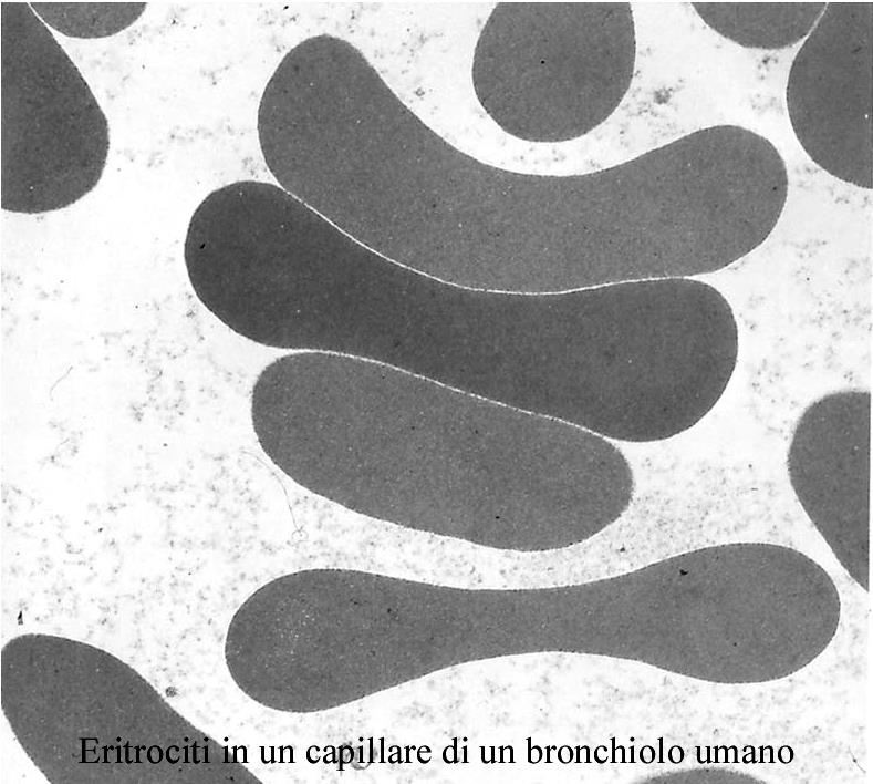 Gli eritrociti hanno una superficie carica negativamente grazie a residui di acido sialico