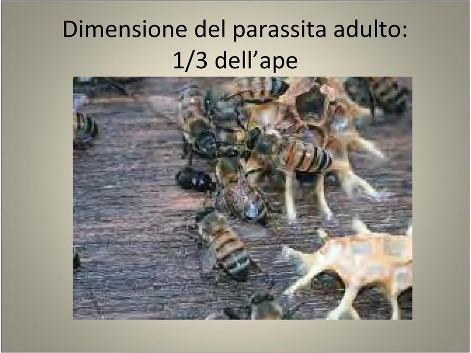 parassita