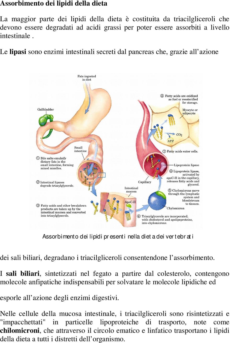 Le lipasi sono enzimi intestinali secreti dal pancreas che, grazie all azione Assorbimento dei lipidi presenti nella dieta dei vertebrati dei sali biliari, degradano i triacilgliceroli consentendone