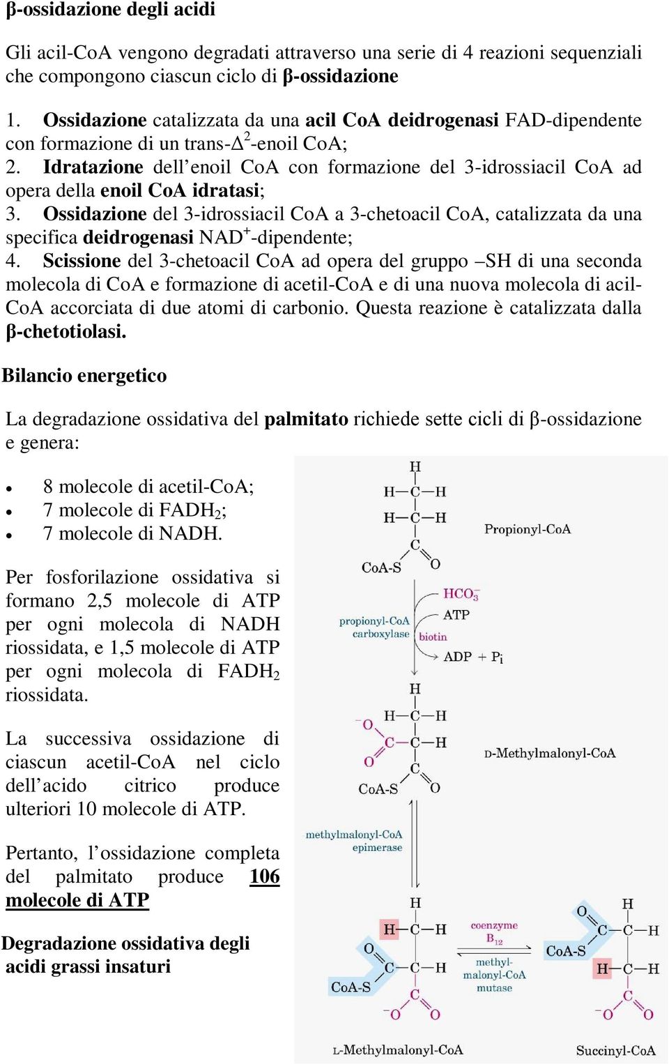 Idratazione dell enoil CoA con formazione del 3-idrossiacil CoA ad opera della enoil CoA idratasi; 3.