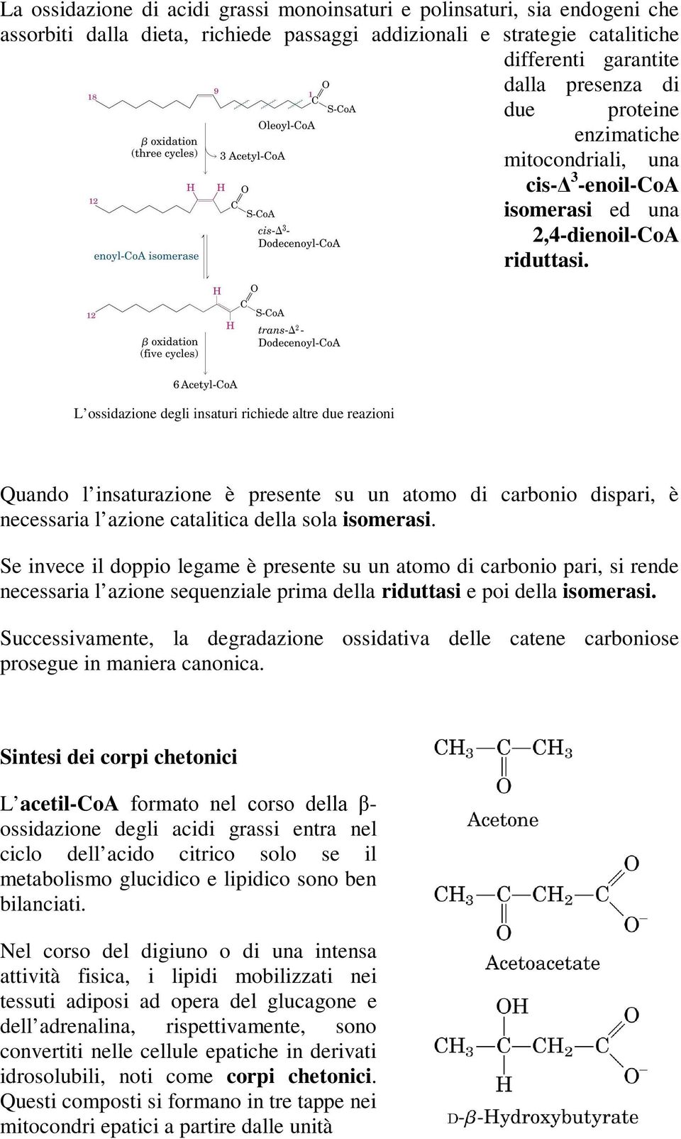 L ossidazione degli insaturi richiede altre due reazioni Quando l insaturazione è presente su un atomo di carbonio dispari, è necessaria l azione catalitica della sola isomerasi.