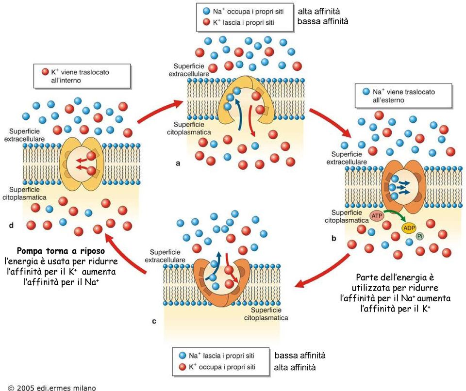 il Na + Parte dell energia è utilizzata per ridurre l affinità