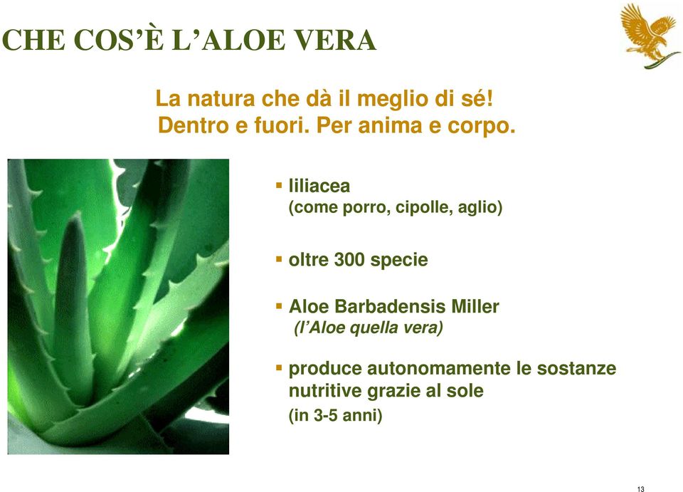 liliacea (come porro, cipolle, aglio) oltre 300 specie Aloe