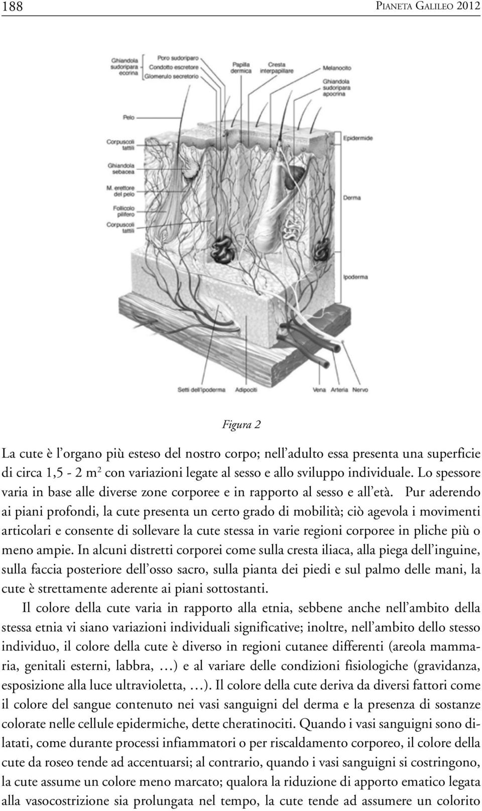 Pur aderendo ai piani profondi, la cute presenta un certo grado di mobilità; ciò agevola i movimenti articolari e consente di sollevare la cute stessa in varie regioni corporee in pliche più o meno