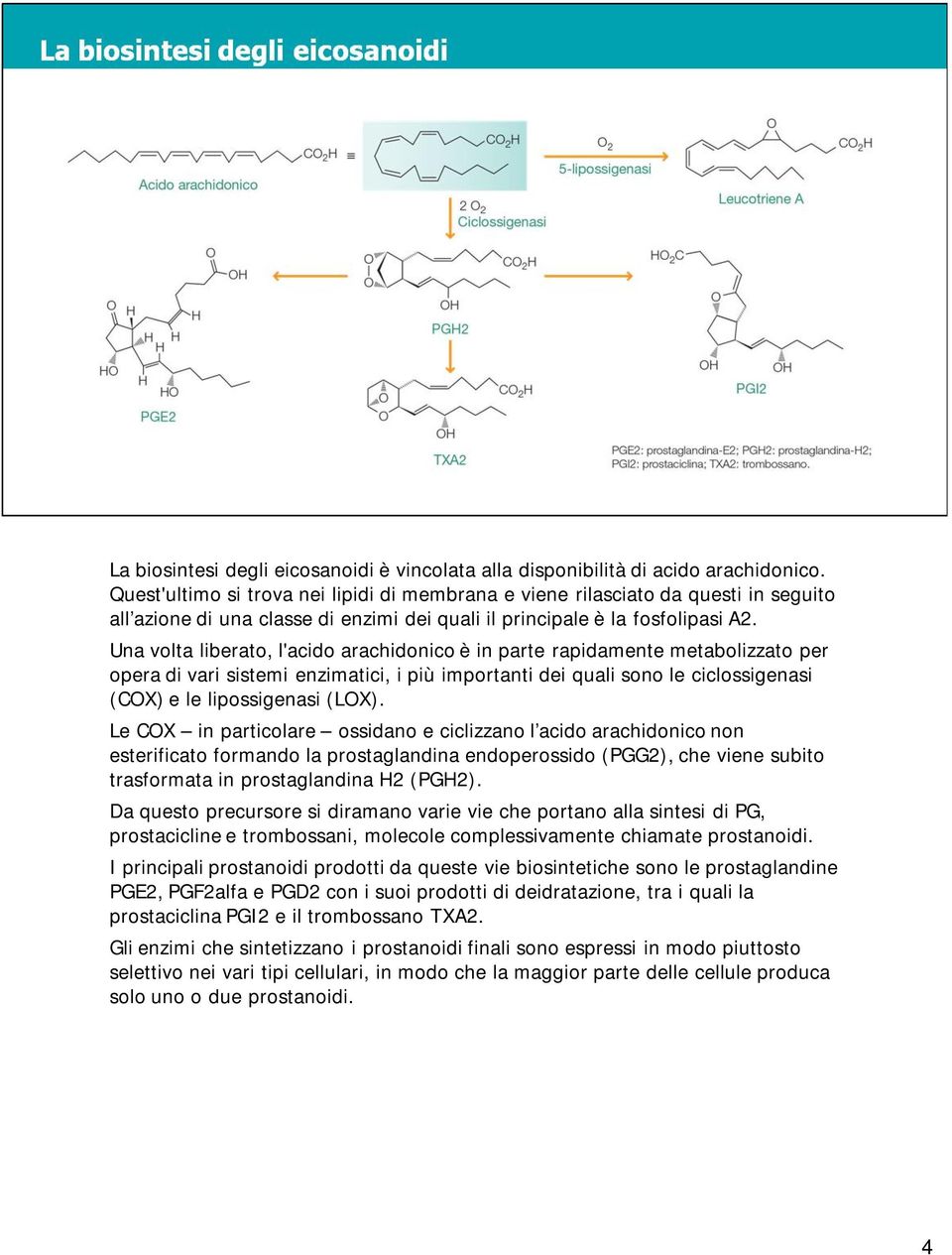 Una volta liberato, l'acido arachidonico è in parte rapidamente metabolizzato per opera di vari sistemi enzimatici, i più importanti dei quali sono le ciclossigenasi (COX) e le lipossigenasi (LOX).