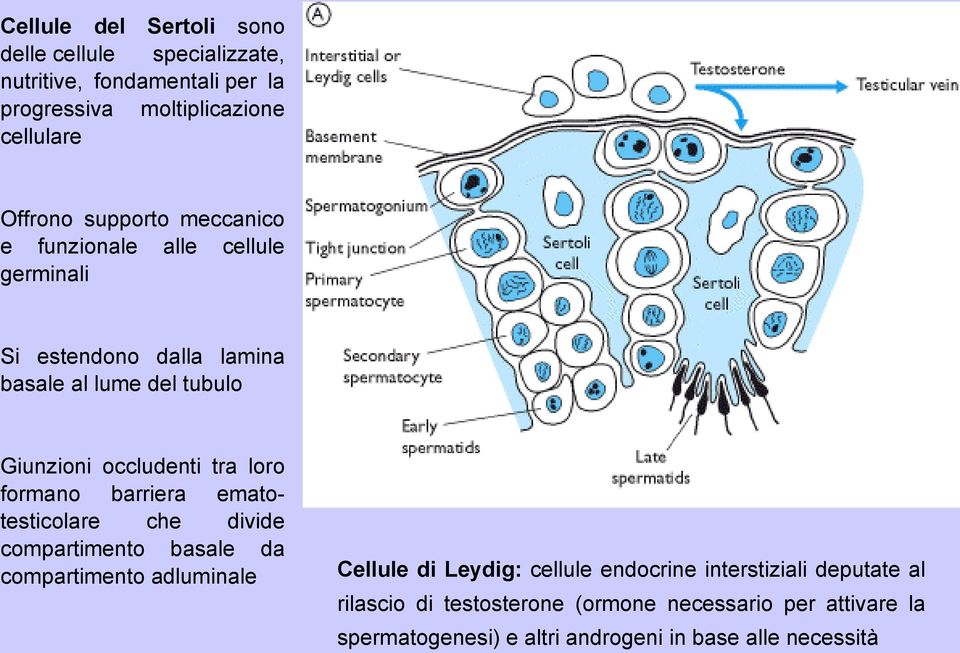 loro formano barriera ematotesticolare che divide compartimento basale da compartimento adluminale Cellule di Leydig: cellule endocrine