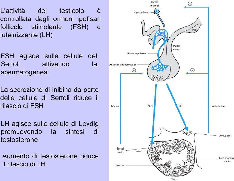 secrezione di inibina da parte delle cellule di Sertoli riduce il rilascio di FSH LH agisce