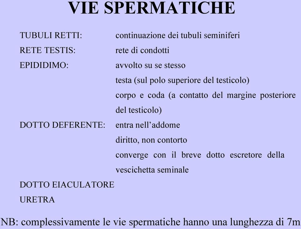 del testicolo) DOTTO DEFERENTE: entra nell addome diritto, non contorto converge con il breve dotto escretore