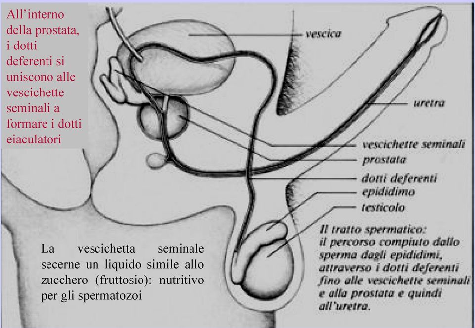 eiaculatori La vescichetta seminale secerne un liquido