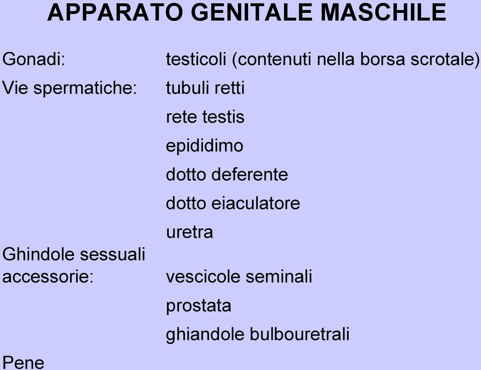 epididimo dotto deferente dotto eiaculatore uretra Ghindole