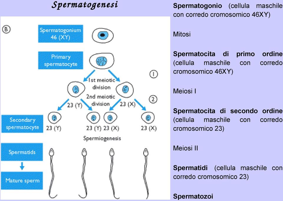 46XY) Meiosi I Spermatocita di secondo ordine (cellula maschile con corredo