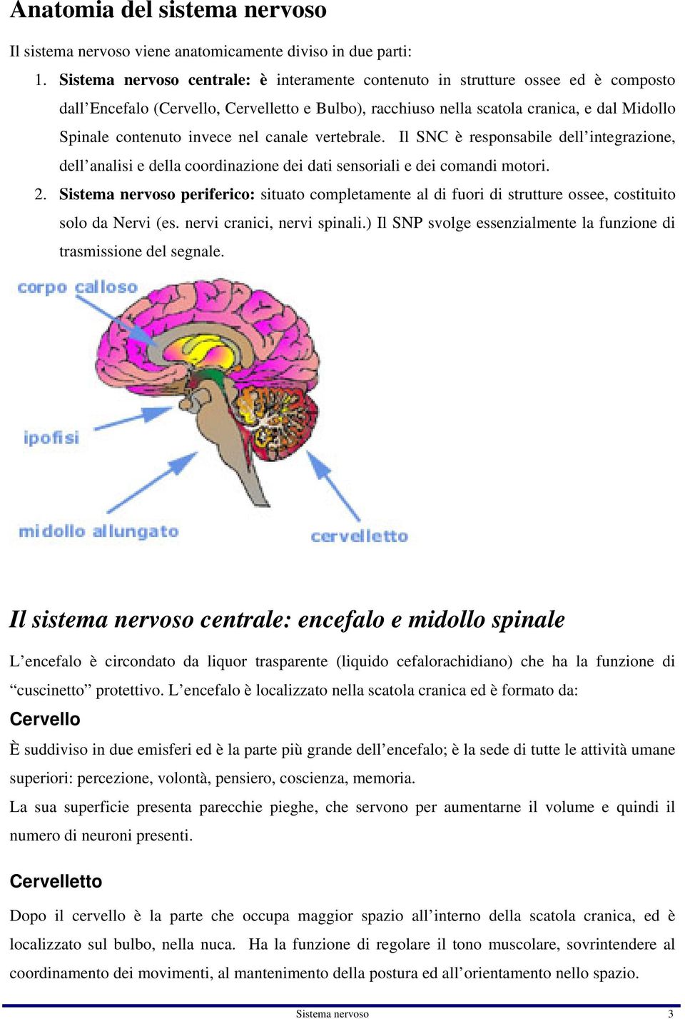 invece nel canale vertebrale. Il SNC è responsabile dell integrazione, dell analisi e della coordinazione dei dati sensoriali e dei comandi motori. 2.