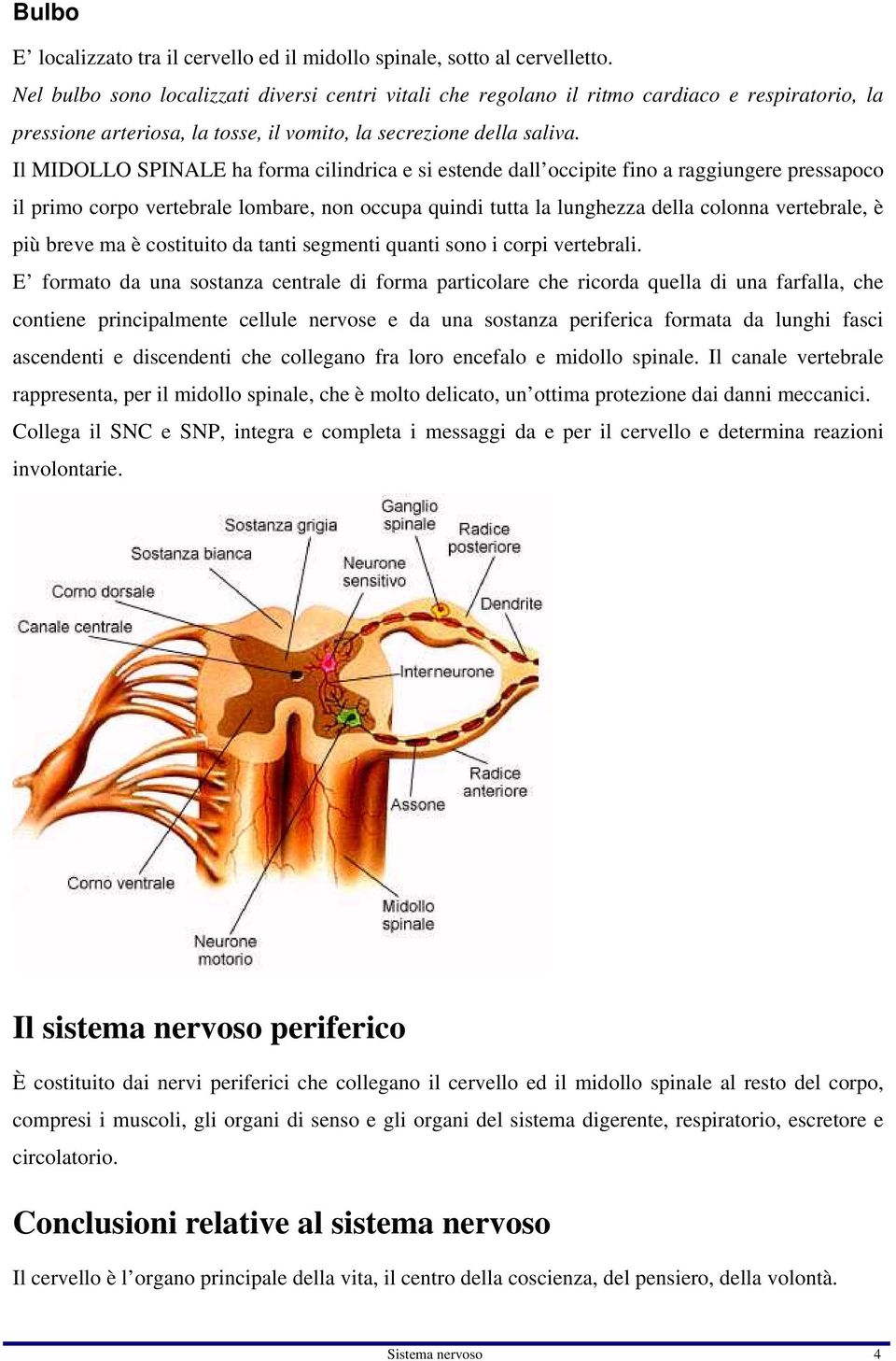 Il MIDOLLO SPINALE ha forma cilindrica e si estende dall occipite fino a raggiungere pressapoco il primo corpo vertebrale lombare, non occupa quindi tutta la lunghezza della colonna vertebrale, è più