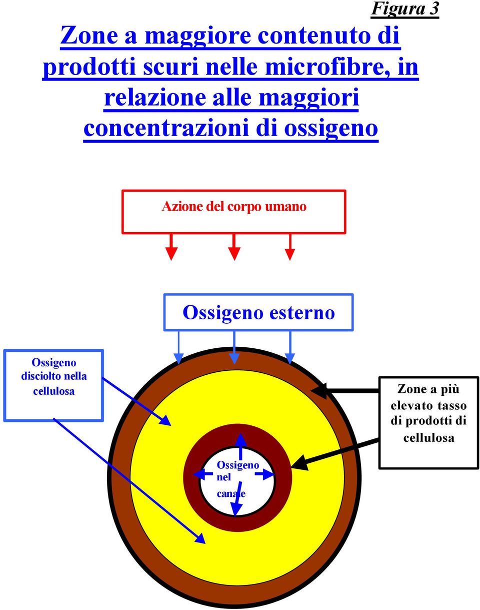 umano Ossigeno esterno Ossigeno disciolto nella cellulosa Ossigeno