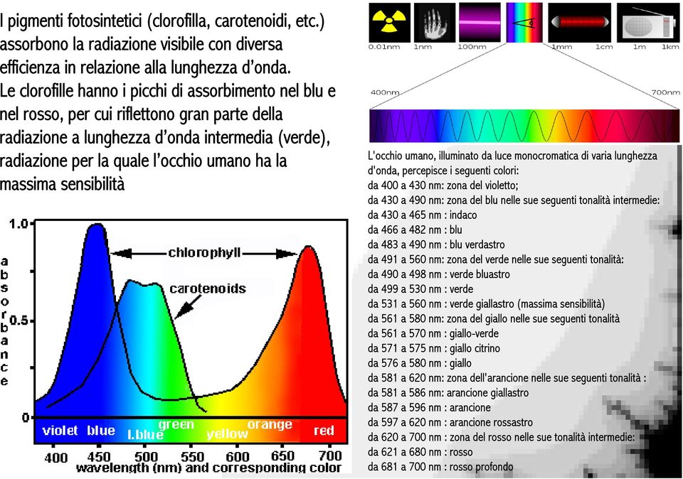 massima sensibilità L'occhio umano, illuminato da luce monocromatica di varia lunghezza d'onda, percepisce i seguenti colori: da 400 a 430 nm: zona del violetto; da 430 a 490 nm: zona del blu nelle