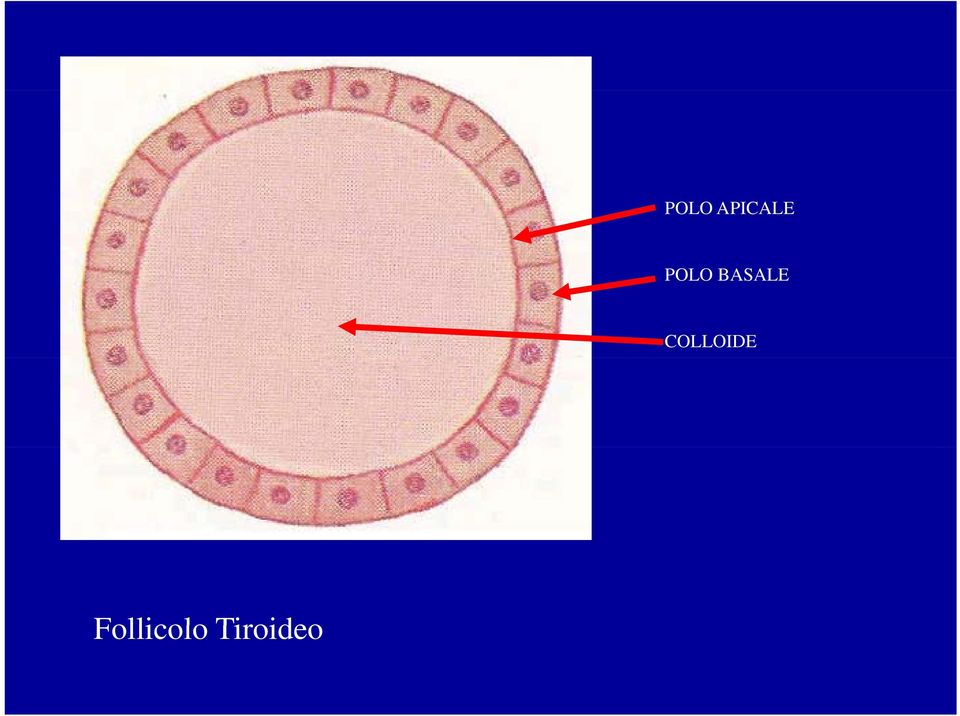 COLLOIDE