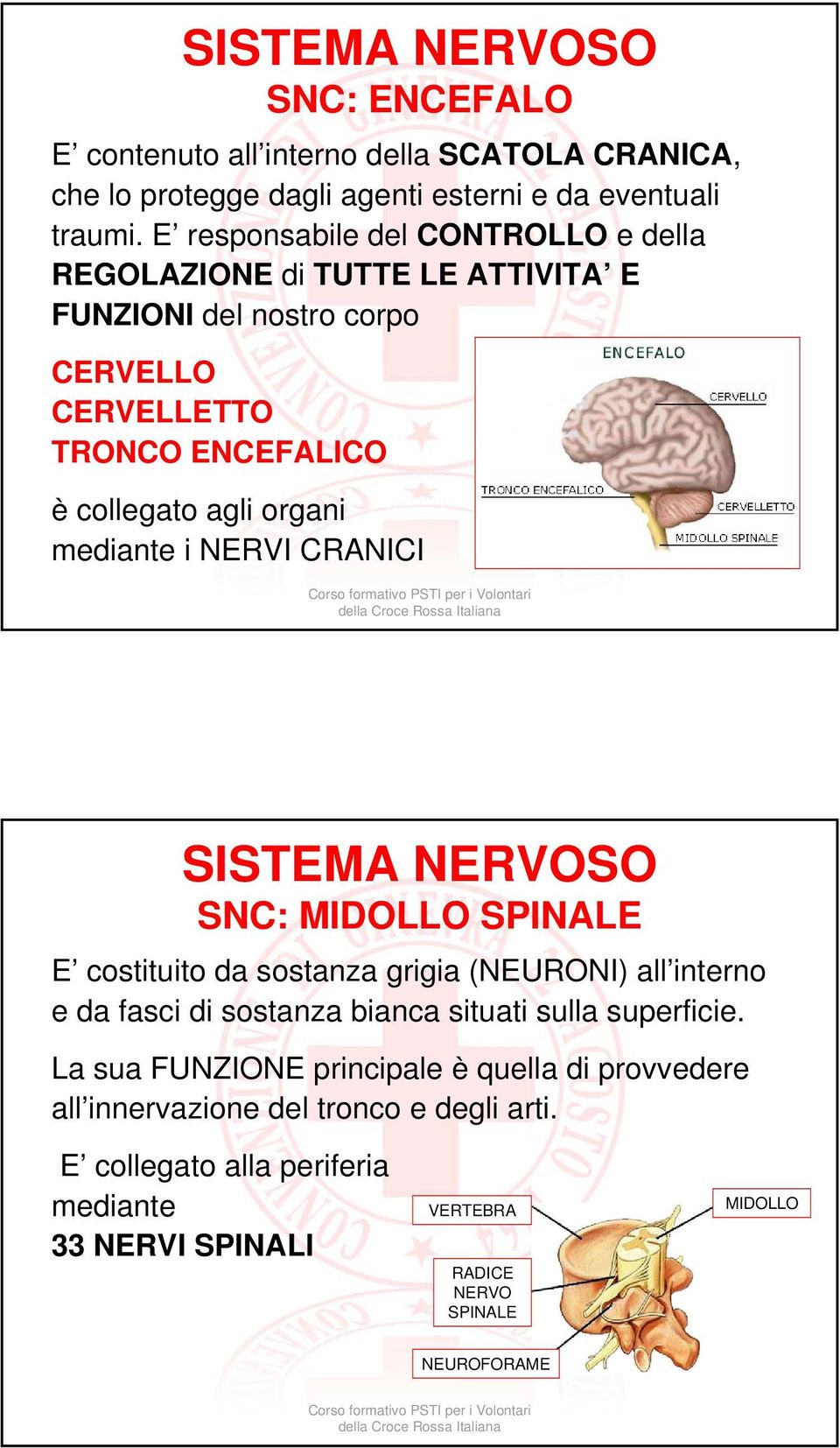 mediante i NERVI CRANICI SISTEMA NERVOSO SNC: MIDOLLO SPINALE E costituito da sostanza grigia (NEURONI) all interno e da fasci di sostanza bianca situati sulla