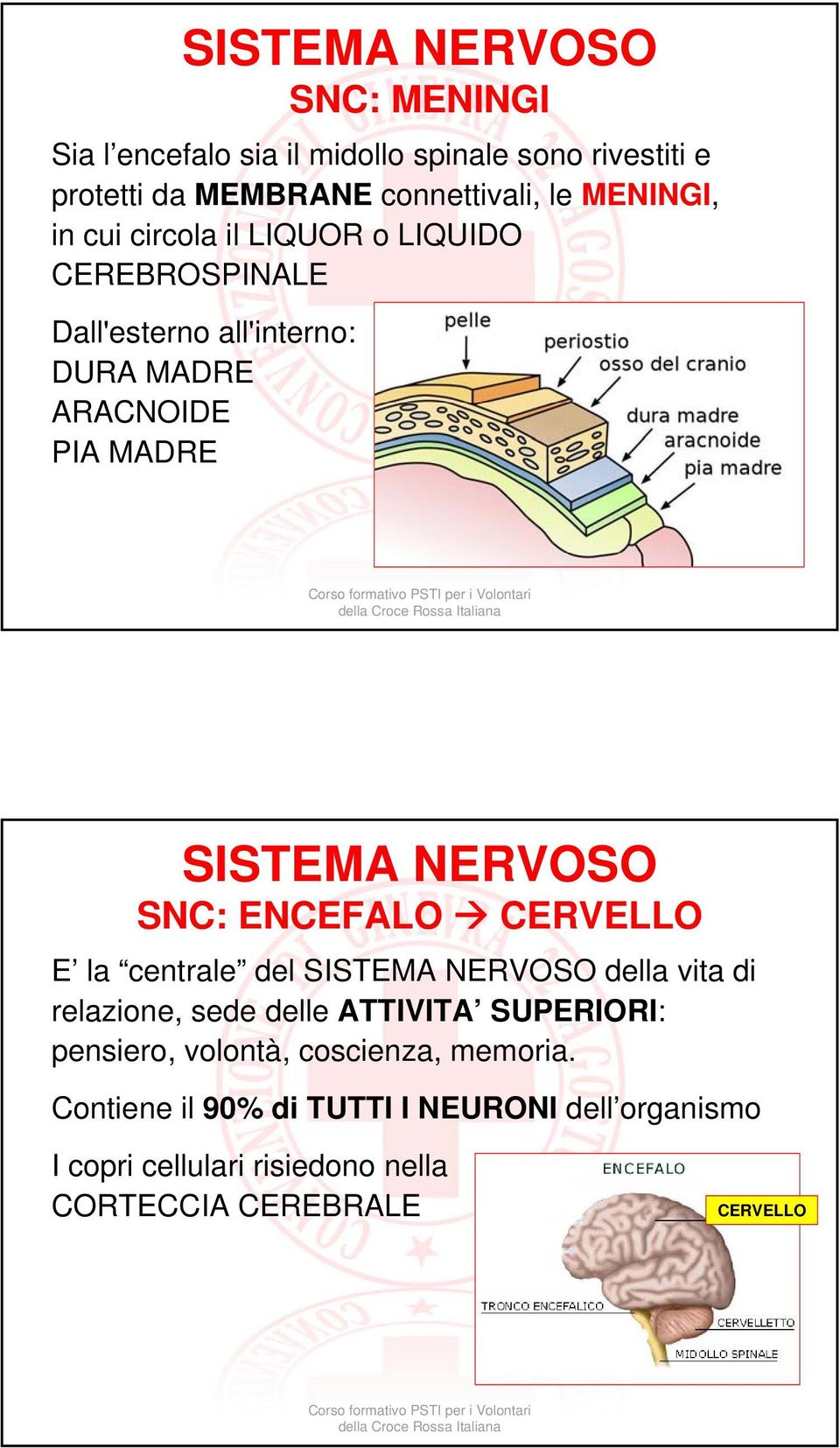 NERVOSO SNC: ENCEFALO CERVELLO E la centrale del SISTEMA NERVOSO della vita di relazione, sede delle ATTIVITA SUPERIORI: