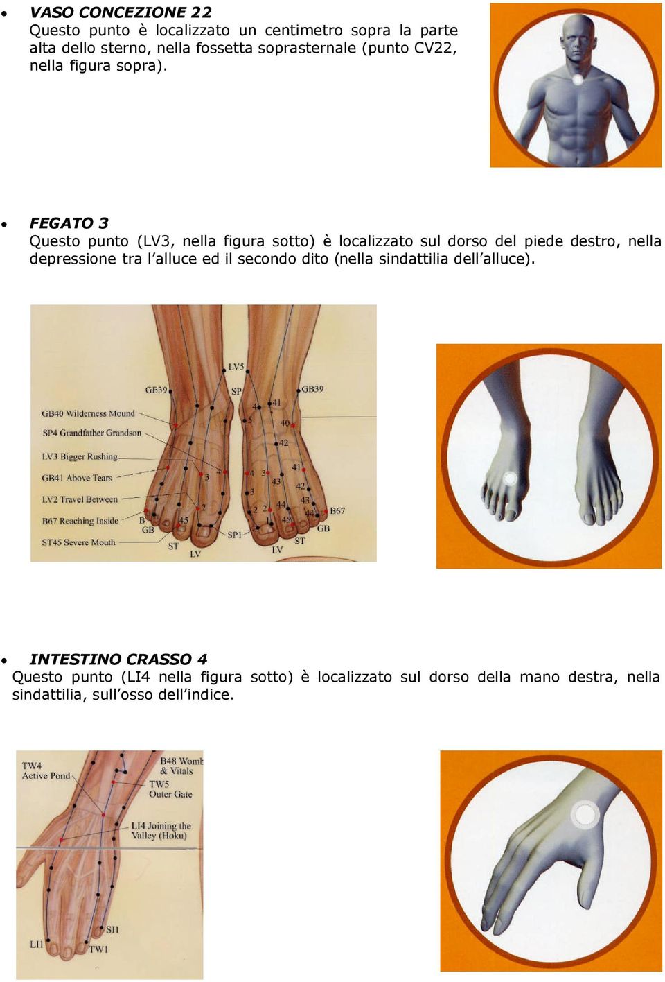 FEGATO 3 Questo punto (LV3, nella figura sotto) è localizzato sul dorso del piede destro, nella depressione tra l