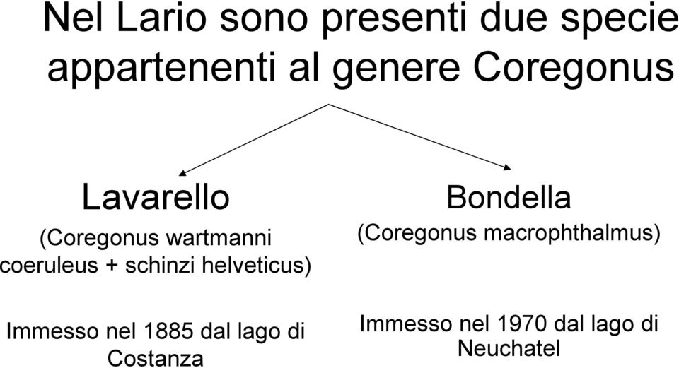 helveticus) Immesso nel 1885 dal lago di Costanza Bondella