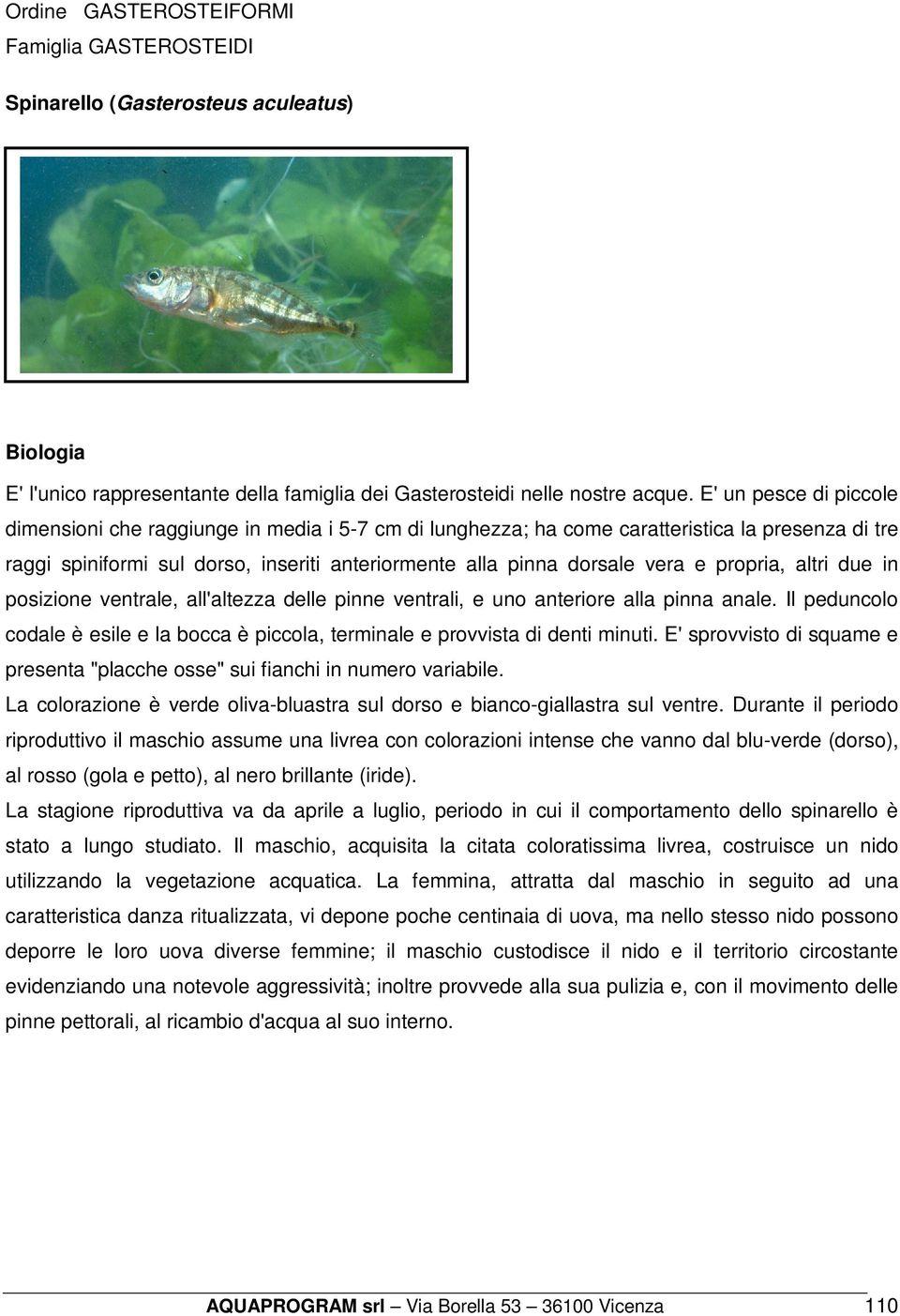 propria, altri due in posizione ventrale, all'altezza delle pinne ventrali, e uno anteriore alla pinna anale. Il peduncolo codale è esile e la bocca è piccola, terminale e provvista di denti minuti.