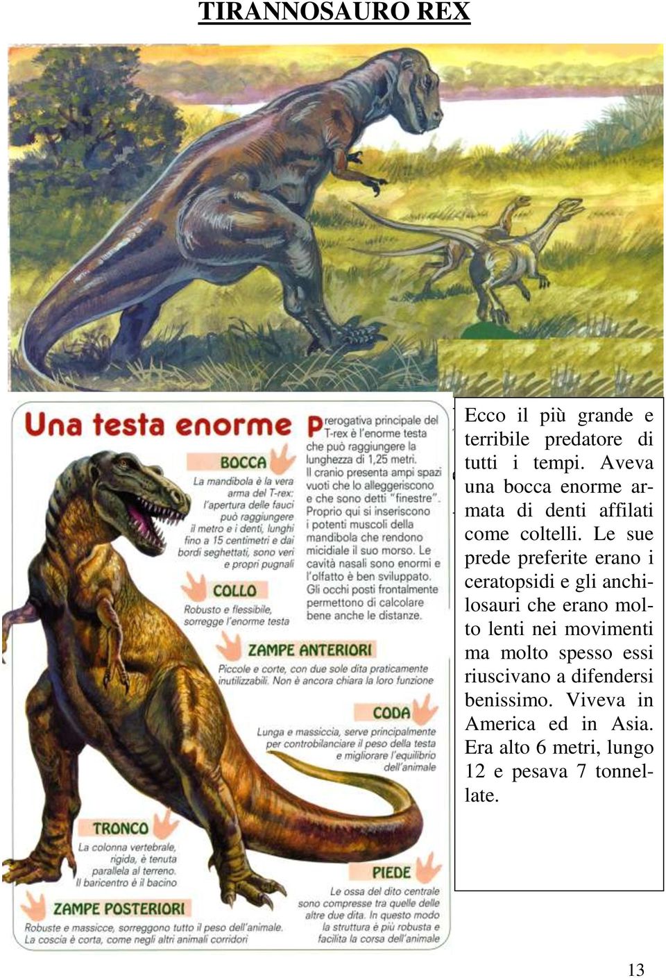 Le sue prede preferite erano i ceratopsidi e gli anchilosauri che erano molto lenti nei movimenti ma molto
