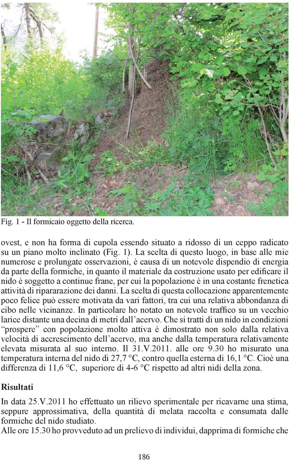 edificare il nido è soggetto a continue frane, per cui la popolazione è in una costante frenetica attività di ripararazione dei danni.