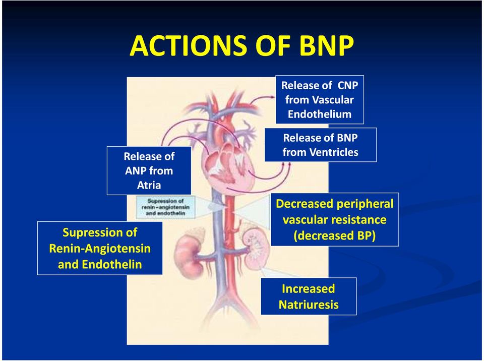 and Endothelin Release of BNP from Ventricles Decreased