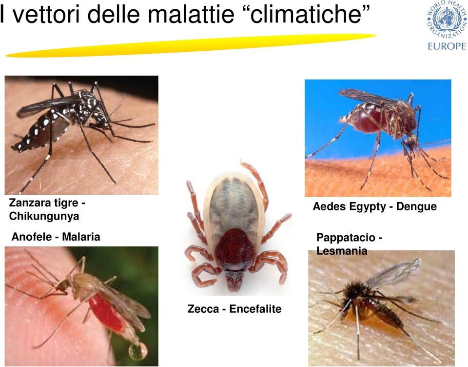 - Malaria Aedes Egypty - Dengue