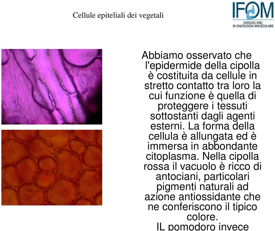 La forma della cellula è allungata ed è immersa in abbondante citoplasma.