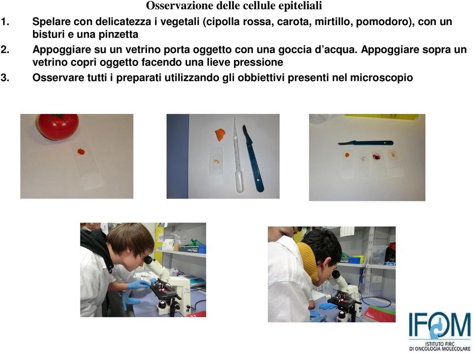 bisturi e una pinzetta 2. Appoggiare su un vetrino porta oggetto con una goccia d acqua.