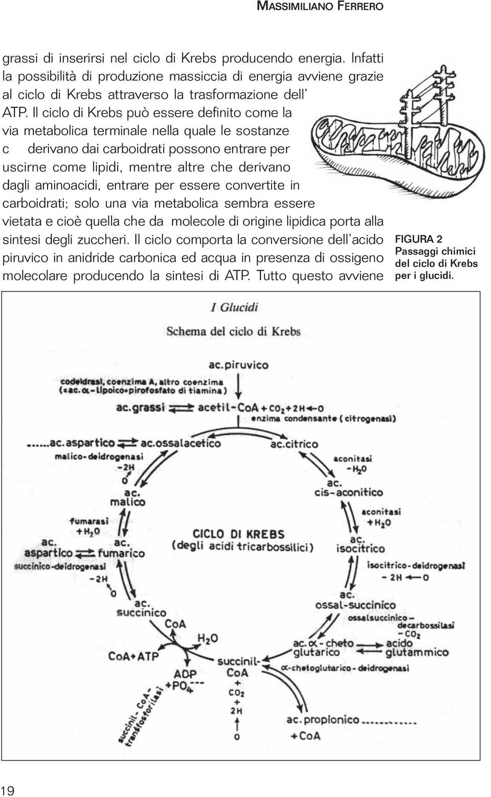 aminoacidi, entrare per essere convertite in carboidrati; solo una via metabolica sembra essere vietata e cioè quella che da molecole di origine lipidica porta alla sintesi degli zuccheri.