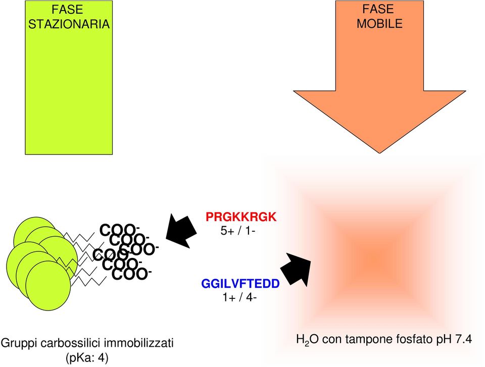 GGILVFTEDD 1+ / 4- Gruppi carbossilici