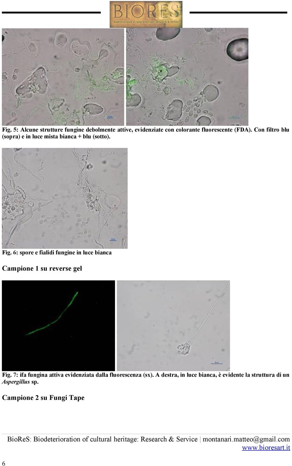 6: spore e fialidi fungine in luce bianca Campione 1 su reverse gel Fig.