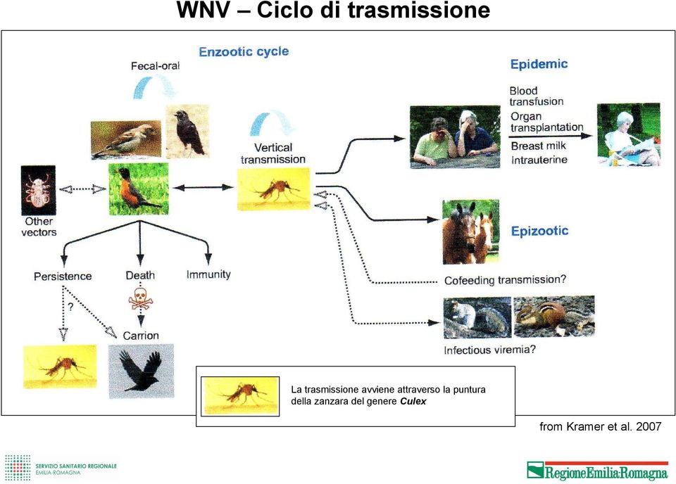 la puntura della zanzara del